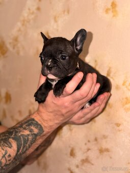 ❤️Francouzský buldoček❤️ - 3