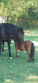 Pronájem, ježdění na koních - 3