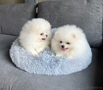 Pomeranian mini - 3