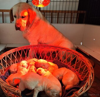 Nabídka štěňat labradorského retrievera - 3