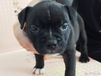 Americký Pocket Bully - 3