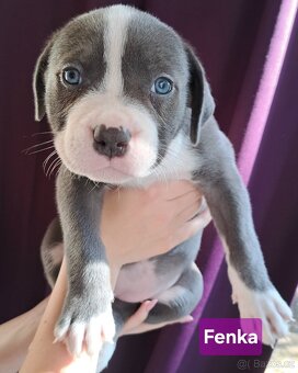 American Bully XL ŠTĚŇATA K ODBĚRU - 3