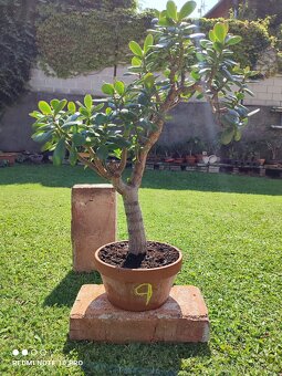 Tlustice (crassula ovata) - 3