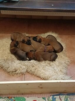 Belgický ovčák Malinois štěňata - 3