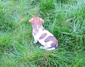 Jack russell terier krásná hnědobílá fenka na odběr - 3
