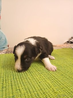 Štěňata bordercolie kříženci - 3