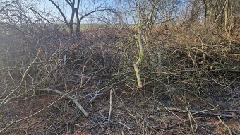 Větve k štěpkování zdarma - 3