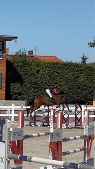 Kobyla do chovu a sportu - 3