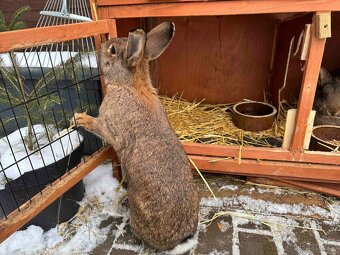 Samice činčila-vídeňský modrý - 3