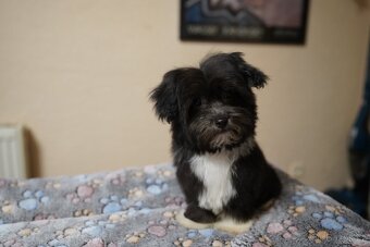 Roztomilá štěňátka havanského bišonka - 3