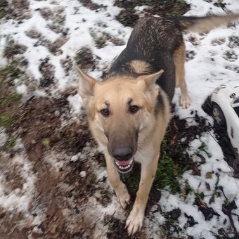 Darujem do dobrých rukou - 3