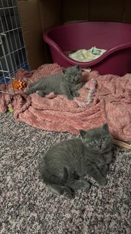 BRITSKÁ MODRÁ koťátka - 3