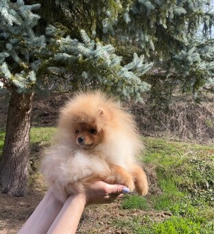 Pomeranian - 3