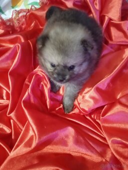 Prodám ŠTĚNATA POMERIAN - 3