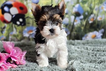 Biewer terrier fenka s PP - 3