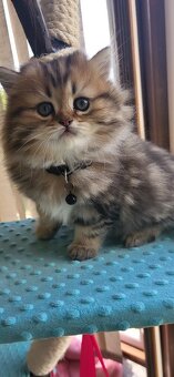 Britská koťátka WHISKAS - 3