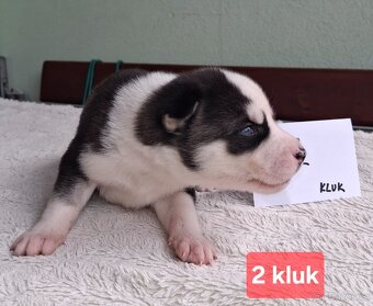 Sibiřský husky - štěňata - 3