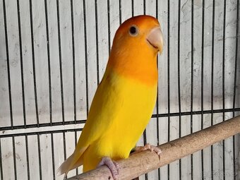 Agapornis růžohrdlý - 3