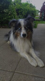 borderkolie blue merle - krytí - 3