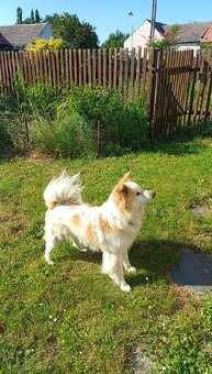 BOREK -  9 letý PEJSEK, KTERÉMU ZEMŘELA PANIČKA, HLEDÁ DOMOV - 3