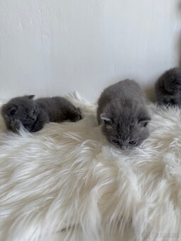 Naše první britská gaučácká koťátka 🐾💙 - 3