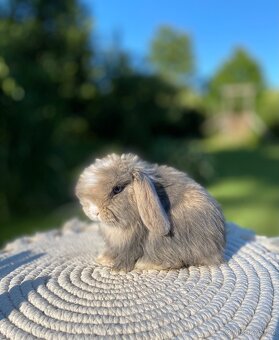 Mini Lop s VP - 3