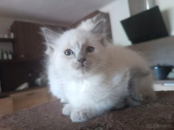 Ragdoll - 3