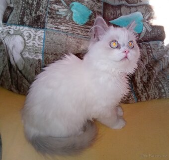 Britský kocourek colorpoint s PP - 3