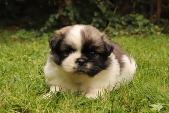 Tibetský španěl particolor - 3