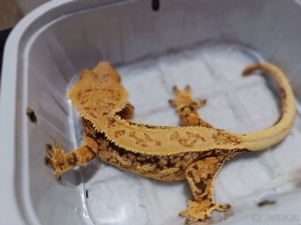 Pagekon řasnatý 1/3 - 3