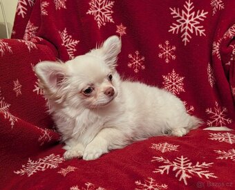 Čivava dlouhosrstá s PP - 3