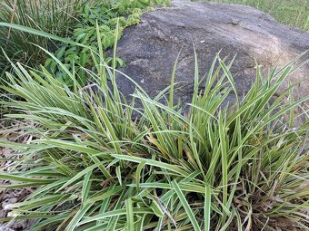 Ostřice panašovaná Ice Dance - 3