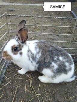 Králíci-otec Dalmatinský rex - 3