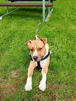 Nabízím krytí Amstaff s PP bez uchovnění - 3