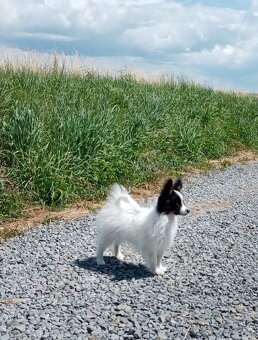 Papillon s PP - 3