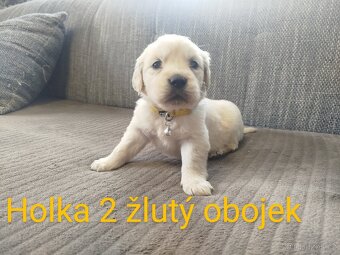 Zlatý retrívr / retriever - 3
