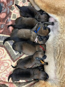Štěňata Belgický ovčák malinois s PP - pracovní spojení - 3