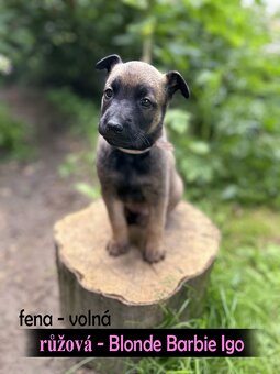 Štěňata Belgický ovčák malinois s PP - pracovní spojení - 3