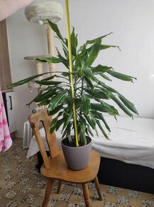 DRACAEA - DRAČINEC - 3
