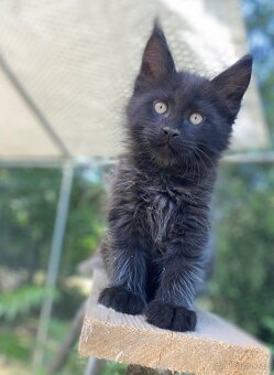 Maine coon kitten - 3