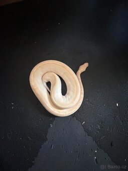 samice krajty královské, ivory banana special - 3