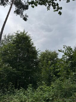 Prodej lesních pozemků v k.ú. Kočín - 3
