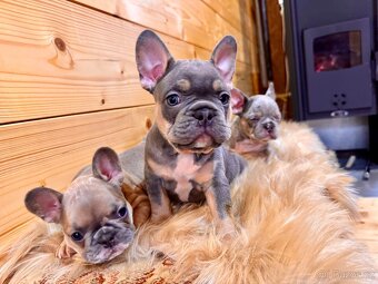 Francouzsky buldoček - 3