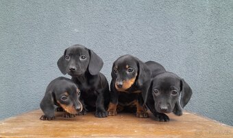 Jezevčík trpasličí - 3