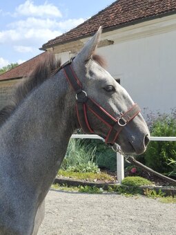 Starokladrubský hřebec - 3