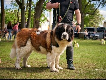 Moskevský strážní pes s PP - 3