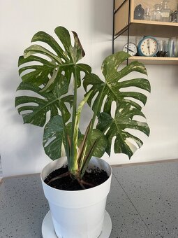 Monstera Thai pokojová květina - 3