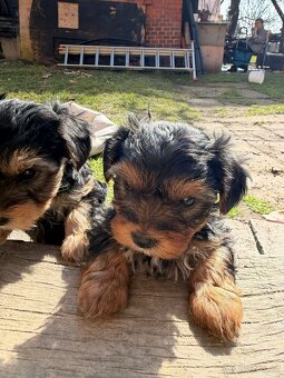 Yorkšírský teriér - 3