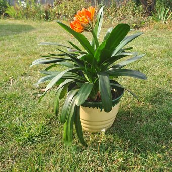 Klívie řemenatka - 3