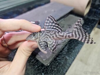 L 236 Super White - chovné páry - 3